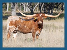 DBL-K TWICE THE FAITH