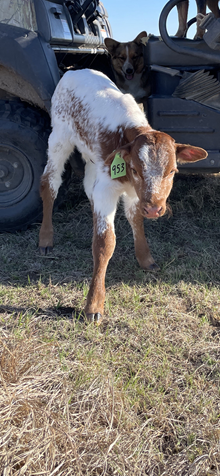 CACTUS JACK X TEXANA TARI BEAST bull