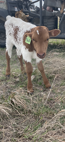 CACTUS JACK  X TUFF EGGS bull