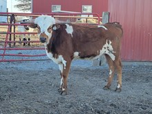 24LF Warlock's Diamond