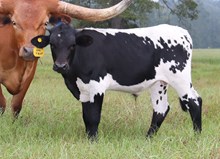 Bull calf 2025 PCCDD x SF Leading