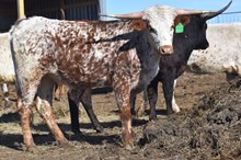 6CR BELLE OF THE BALL