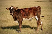 BULL CALF HBR UPTOWN BEAUTY X HL HIGHER GROUND