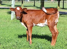 SWEEPSTAKE HEIFER EMBRYO #1