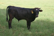 WS RAINBOW BULL TAG 153 RECIP3179/4984