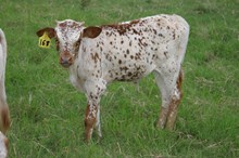 RJF SKYLINE BULL CALF 168