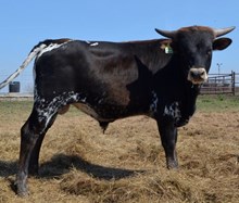 SHR WOW'S EMMA X CV COWBOY CASANOVA BULL CALF