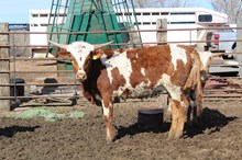 BR JUNGLE JIM X TEXANA CHIT CHAT TAG 501 (ET-H)