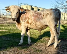 King Christopher’s Crown