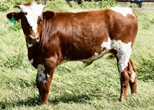 CORONADO X BAR MAID  bull