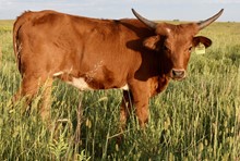 GLR CORONADO'S COWGIRL