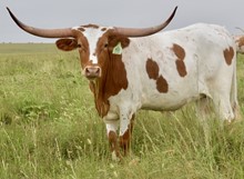 GLR TEXANA RIO TUFF GAL