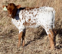 TEXAS TUFF X CORONADOS TOP GAL bull