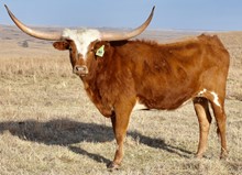 GLR TEXANA RIOGAL