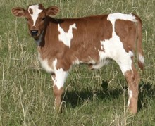 GOLD MAXIM X TEXANA RIO TUFF heifer