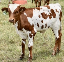 TEXAS TUFF X TEXANA LADY ARCHER bull