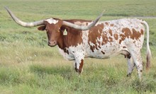RJF CASANOVA SHEZA WHIP