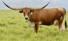  SHEZA TEXANA TOP GAL