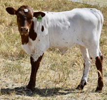 GLR COWGIRL CUT LADY