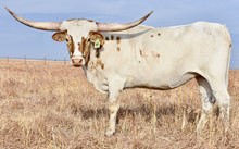 GLR ROYAL TUFF GAL