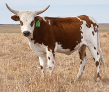 GLR ROYAL GORGEOUS GAL