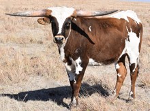 GLR TEXANA ROYALE