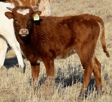 GLR MONIKAS ROYALTY GAL