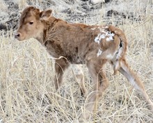 DILLON X DOUBLE MERMAID GAL bull