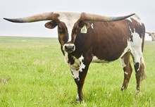 GLR TEXANA ROYALE