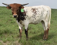  GLR 20 TUFF ROYALTY GAL