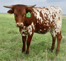 GLR  PACIFIC CRACKER GAL