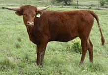 GLR TEXANA CRACKER GAL