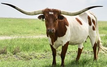 GLR MONACOS SITTIN TEXAN