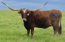 GLR CORONADOS DIXIE  GAL