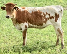 GLR MONIKAS CRACKER GAL