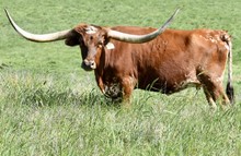 GLR CORONADO'S TOP GAL