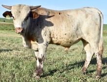 TEXAS TUFF X HELM SMOOTH bull