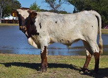 #2590 Rebel HR X HR Rose