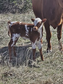 DH Red Hot x Hubbell's 20 Gauge heifer