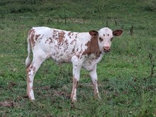 Elfego x Tsunami's Topline