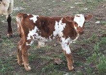 Shamrock Awesome Pia& Top Caliber Bull calve