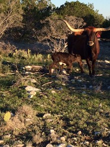 bull calf