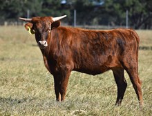 RJF Awesome Cowgirl x BR Jungle Jim (h) tag 540