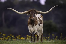 FROZEN EMBRYO ECR LOVELY ROSE X EAGLE TEXA