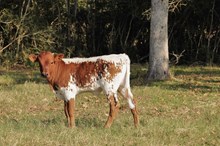 EC Miss Rebel x Higher Ground bull