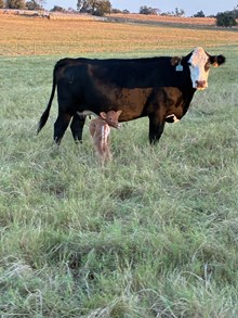 HR SLAMS ROSE X HUBBELL'S 20 GA 