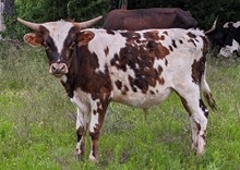 Vaquero CPL